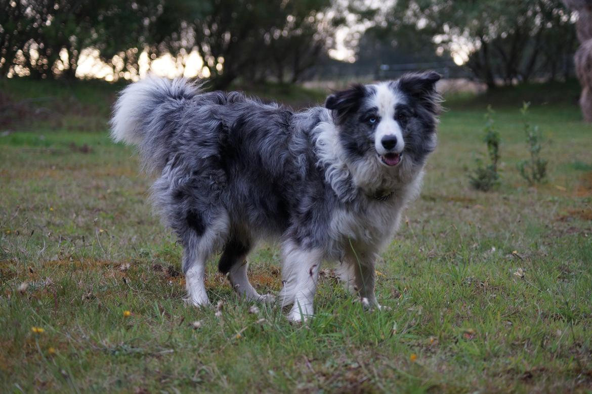Border collie Gawain's Connection Point (Amy) billede 10