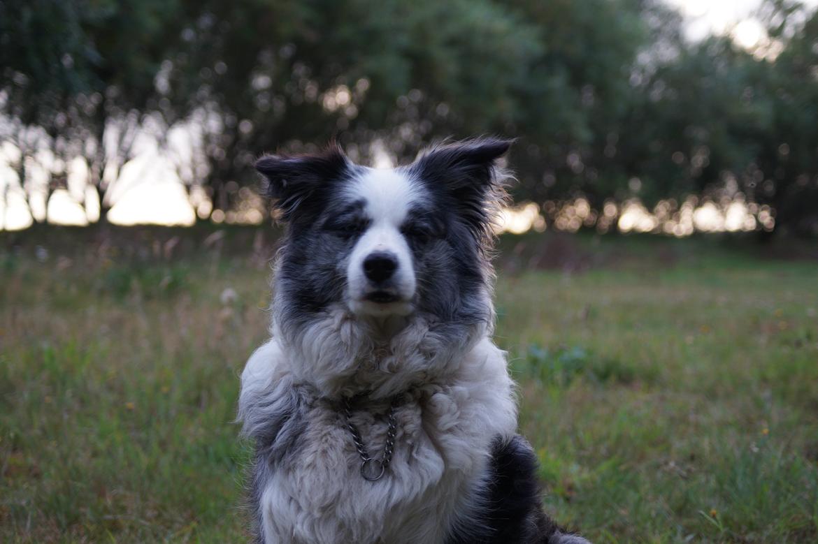 Border collie Gawain's Connection Point (Amy) billede 12