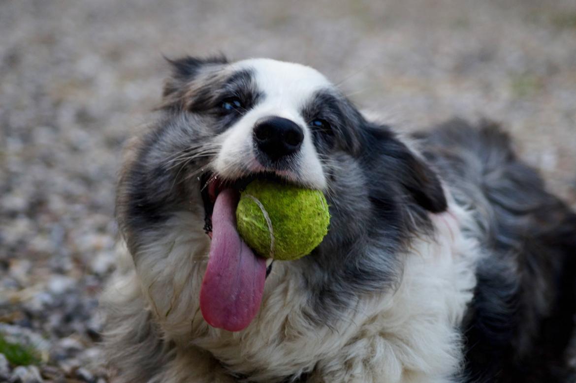 Border collie Gawain's Connection Point (Amy) billede 13