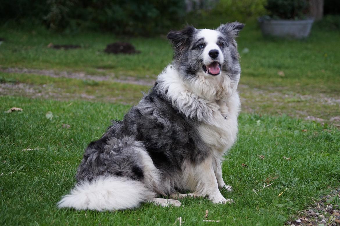 Border collie Gawain's Connection Point (Amy) billede 11