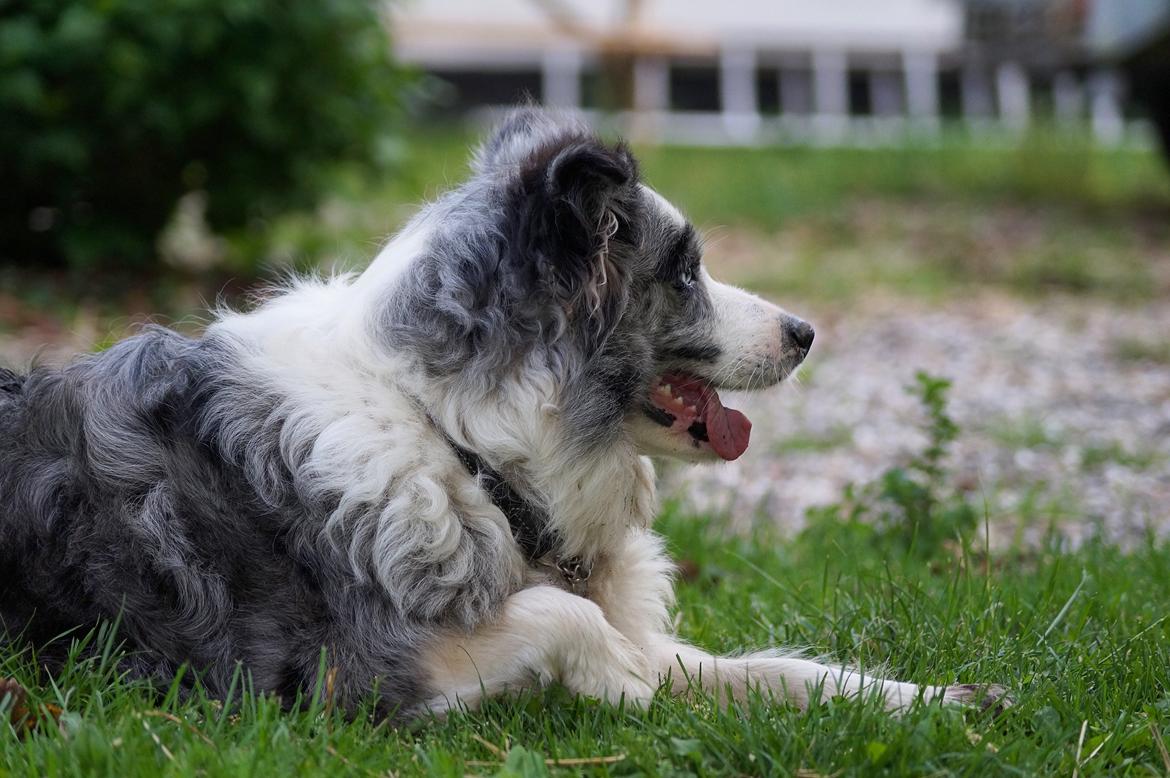 Border collie Gawain's Connection Point (Amy) billede 14