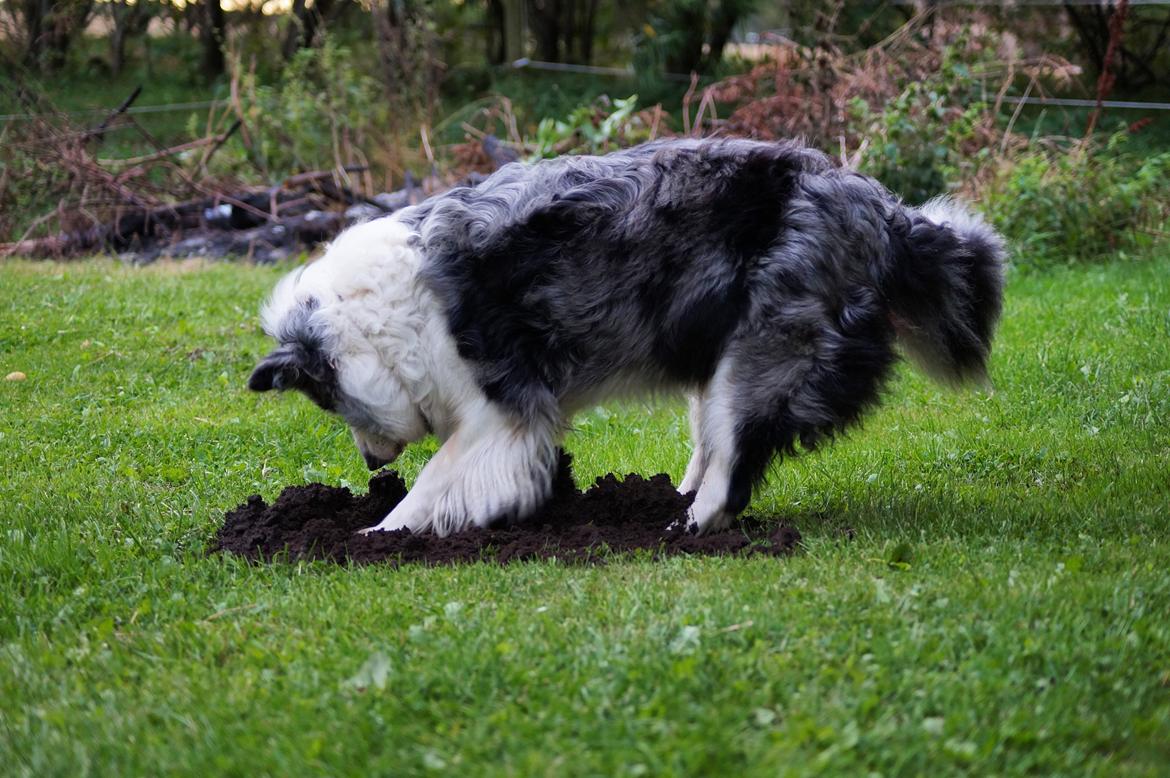 Border collie Gawain's Connection Point (Amy) billede 15