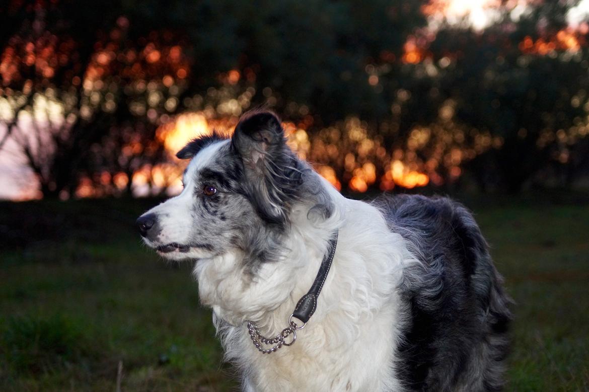 Border collie Gawain's Connection Point (Amy) billede 16