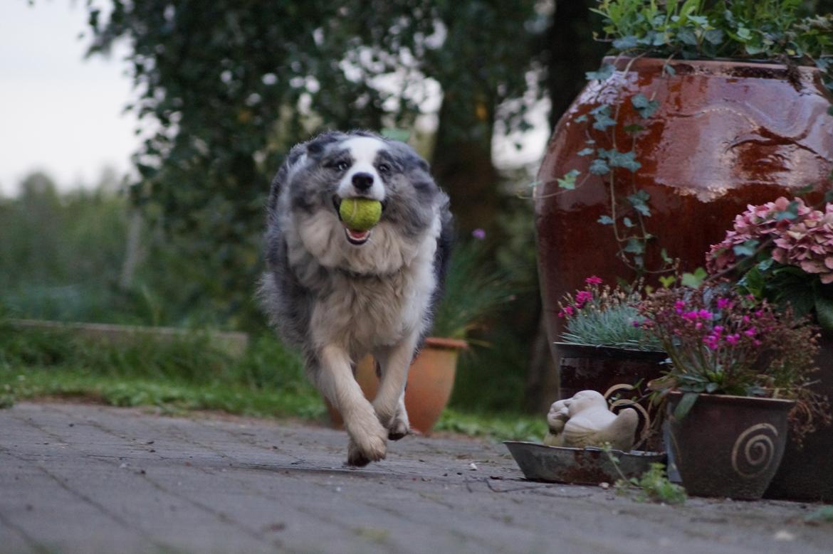 Border collie Gawain's Connection Point (Amy) billede 17
