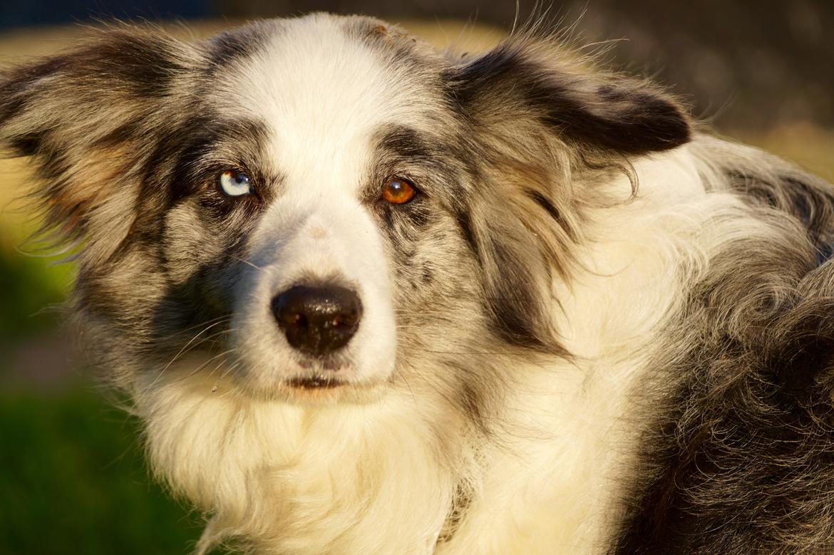 Border collie Gawain's Connection Point (Amy) billede 1