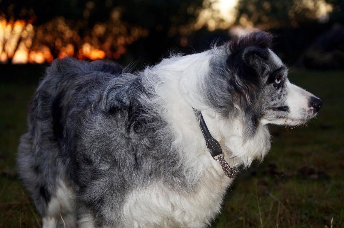 Border collie Gawain's Connection Point (Amy) billede 18