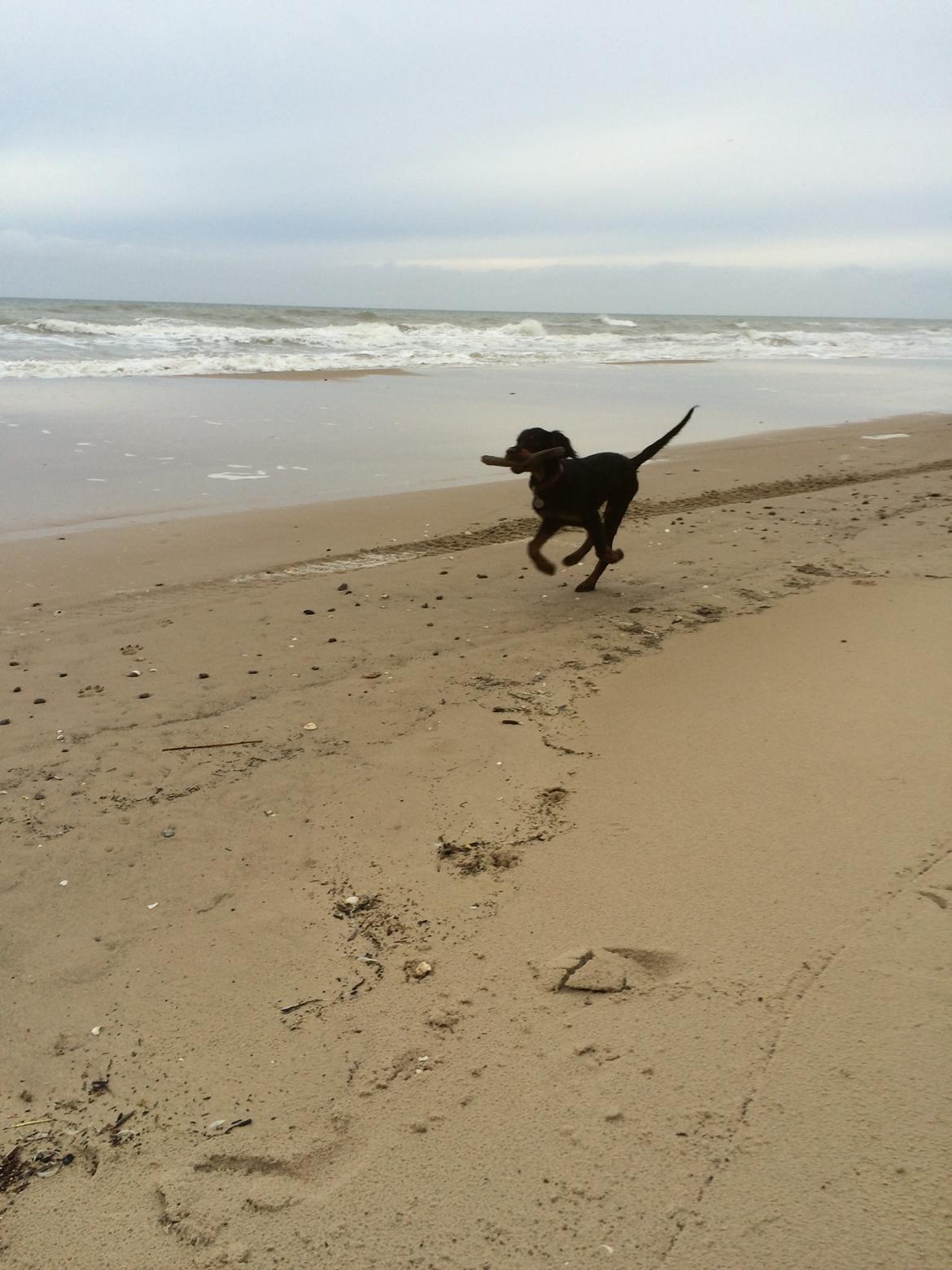 Gordon setter Øens Bellis billede 12