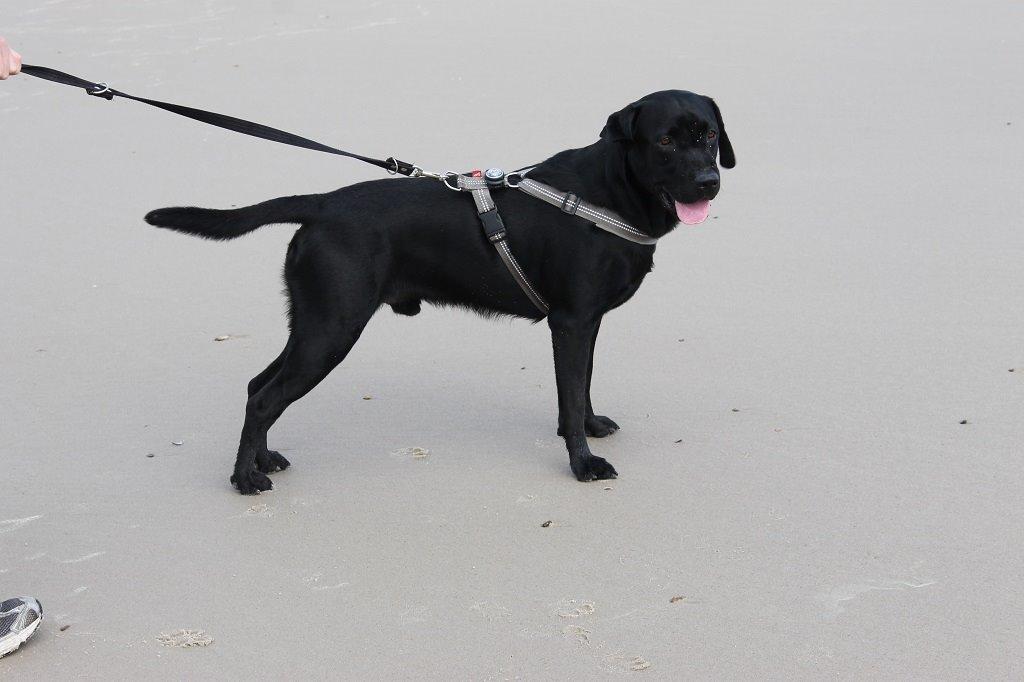 Labrador retriever Obelix billede 15