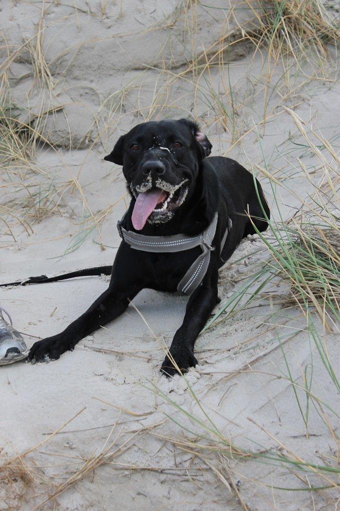 Labrador retriever Obelix billede 14