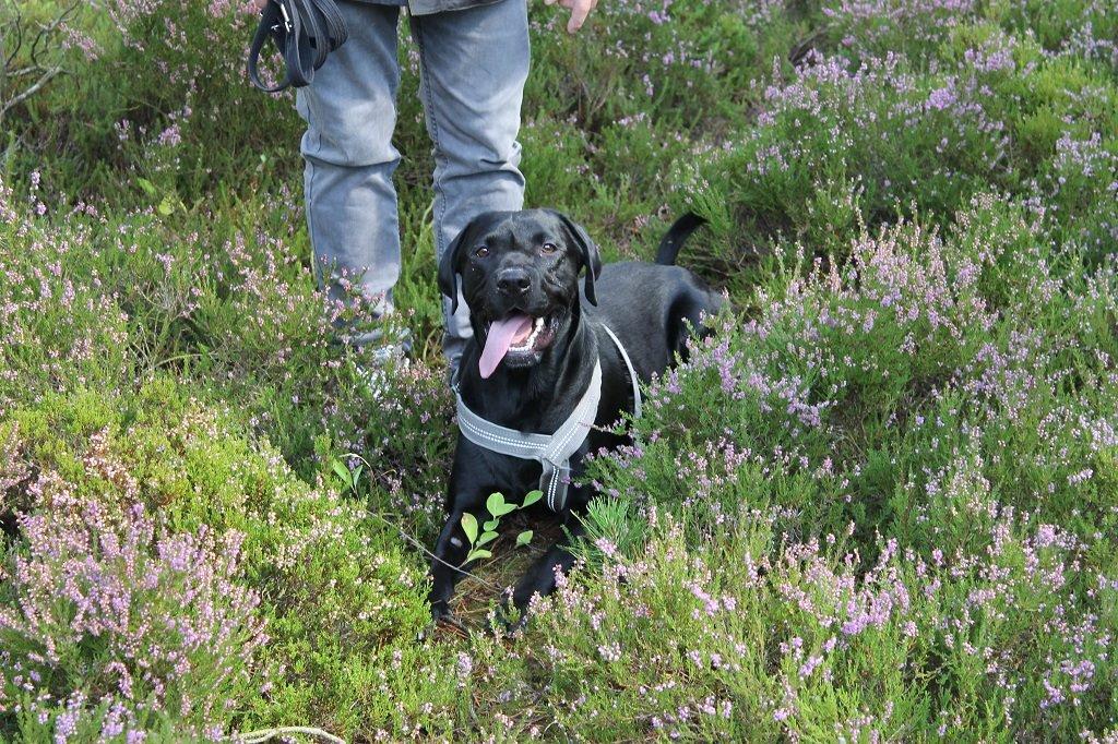 Labrador retriever Obelix billede 16