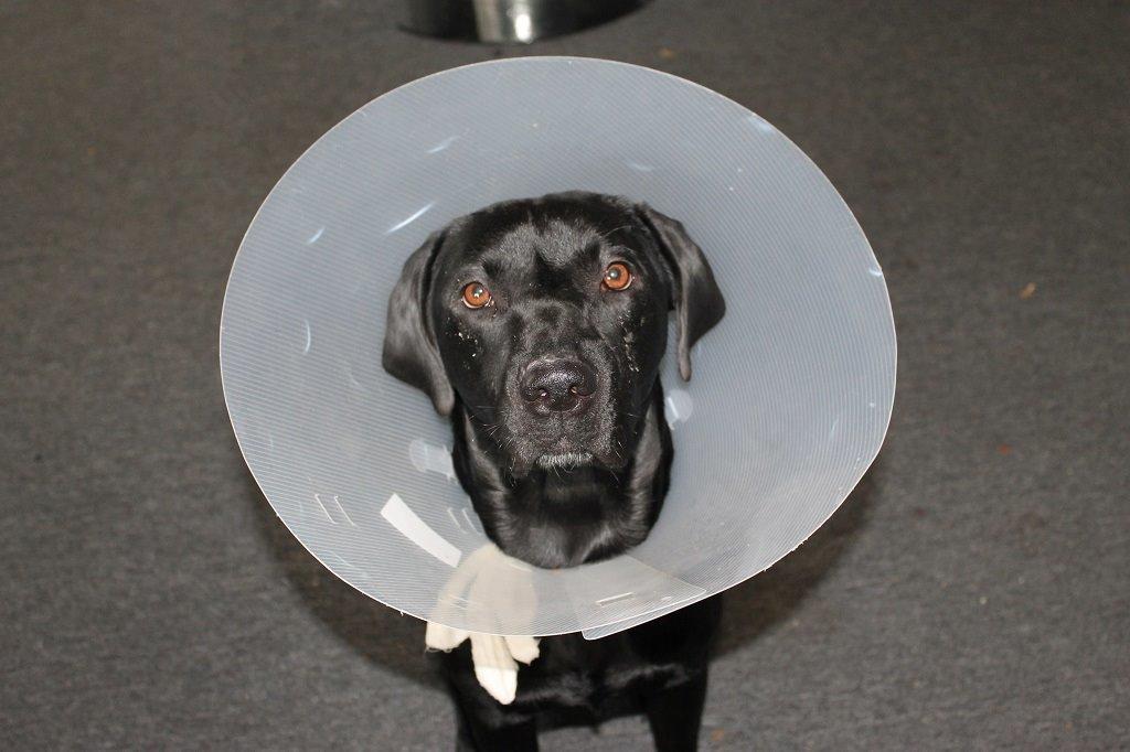 Labrador retriever Obelix billede 17