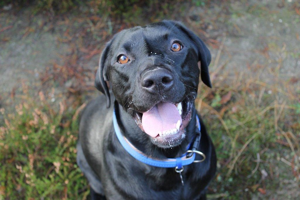 Labrador retriever Obelix billede 11