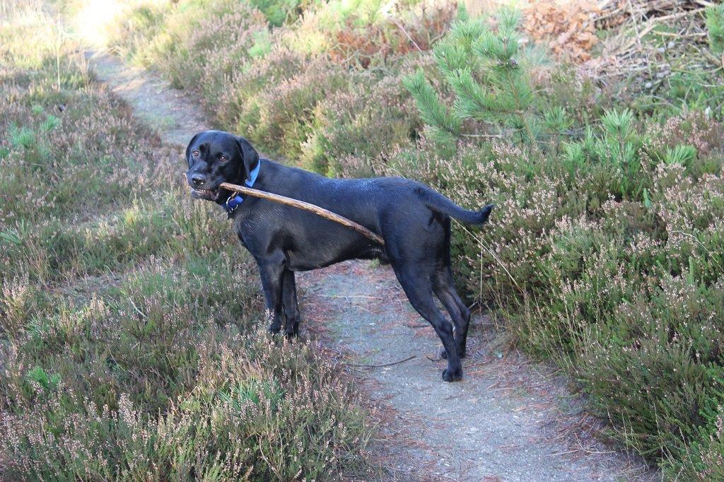 Labrador retriever Obelix billede 10