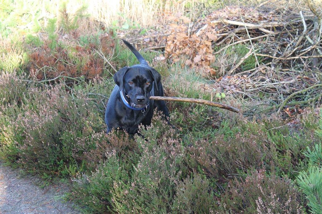 Labrador retriever Obelix billede 9