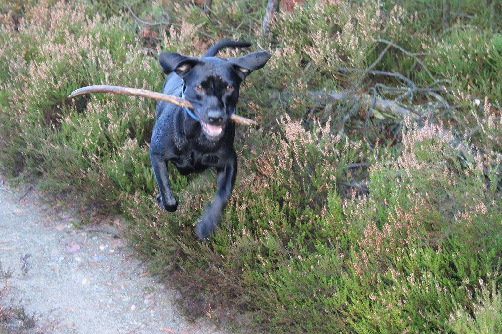 Labrador retriever Obelix billede 13