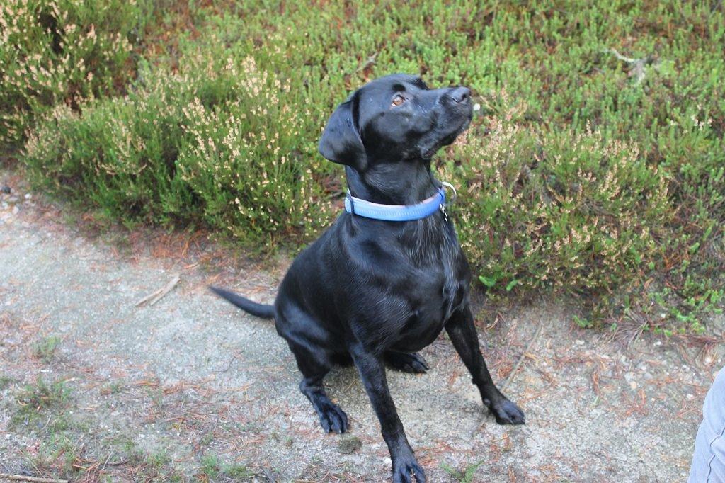 Labrador retriever Obelix billede 12