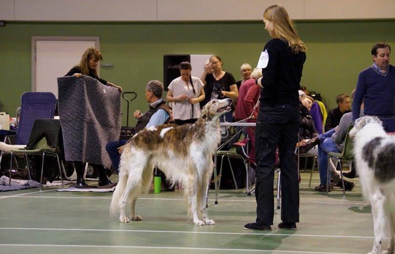 Borzoi Rotteberg aka Rotte billede 38