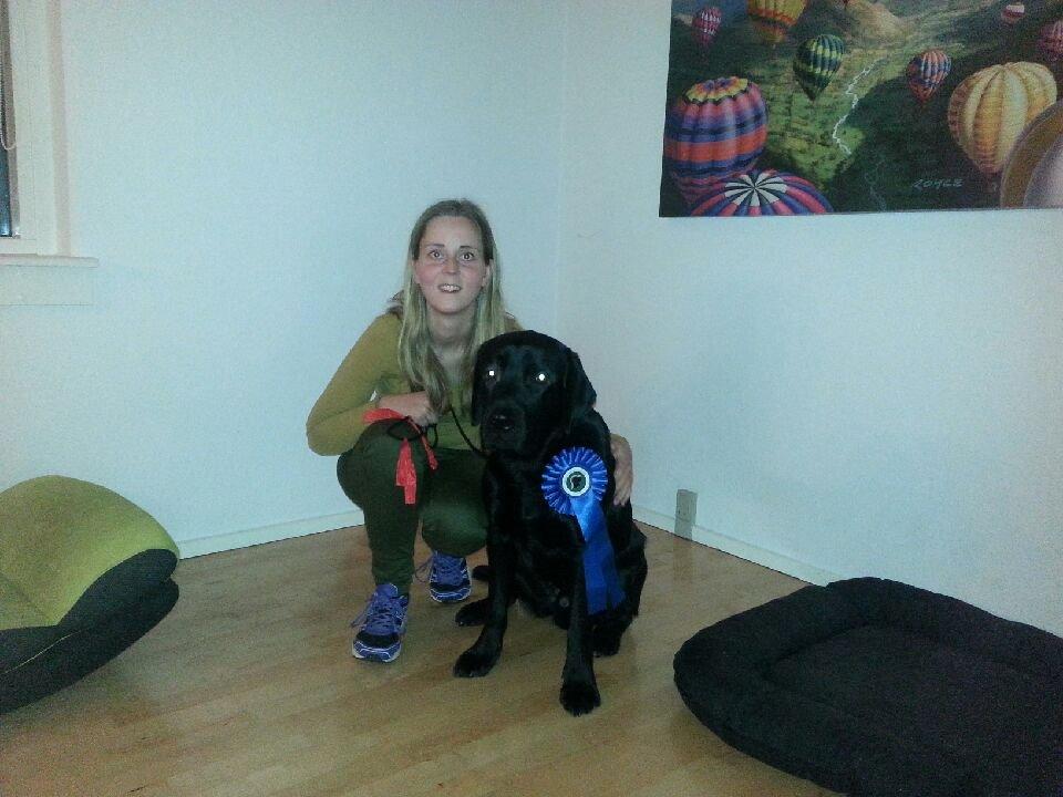 Labrador retriever Lab Kenholm Saint Louis blues (Kaldet Mickey) billede 8