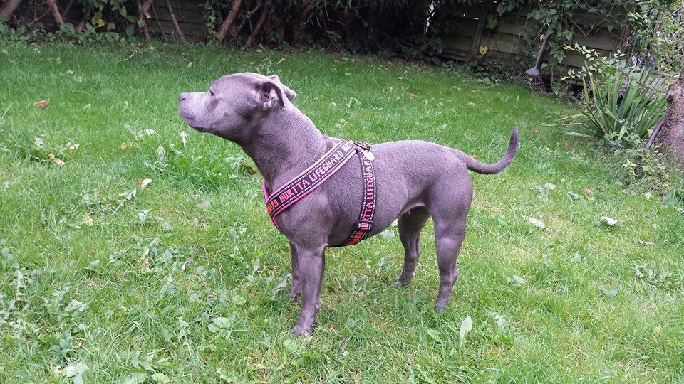 Staffordshire bull terrier Mumu billede 7