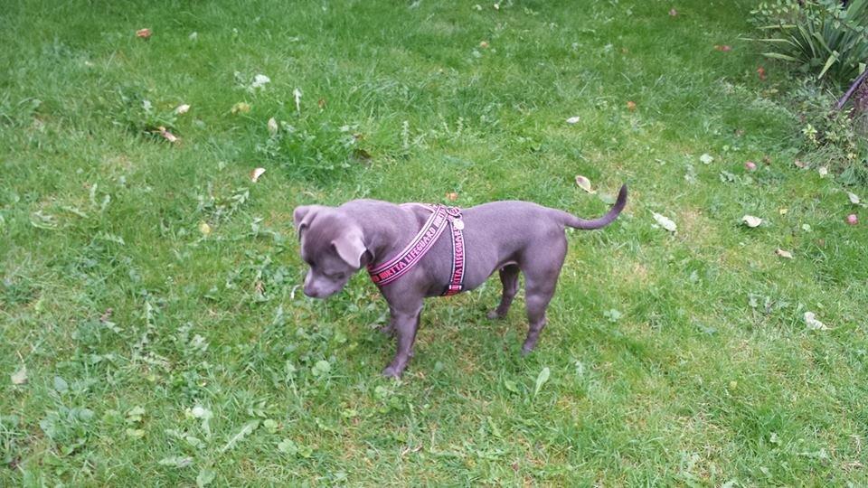 Staffordshire bull terrier Mumu billede 15