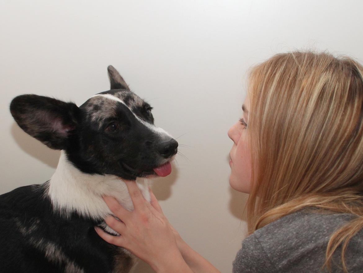 Welsh corgi cardigan Smarties Marcos (Krop-og-Poter) - 15. november 2015 :) billede 41