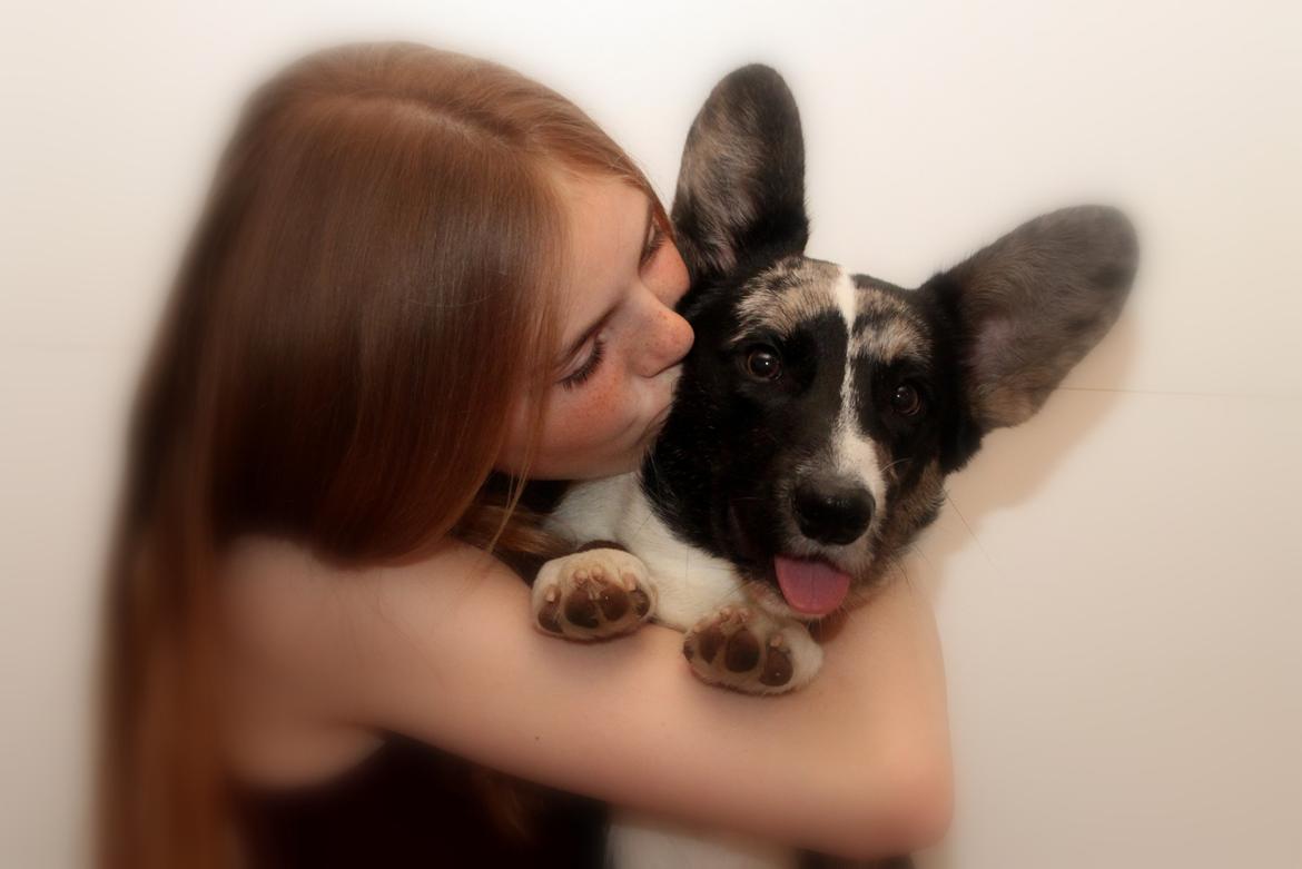 Welsh corgi cardigan Smarties Marcos (Krop-og-Poter) - 1. juli 2015 :) billede 39