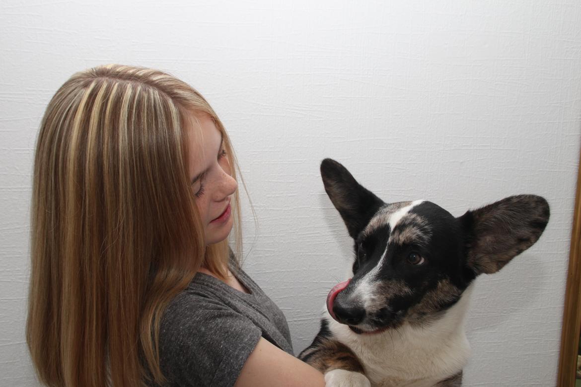 Welsh corgi cardigan Smarties Marcos (Krop-og-Poter) - 31. juli 2015 :) billede 40