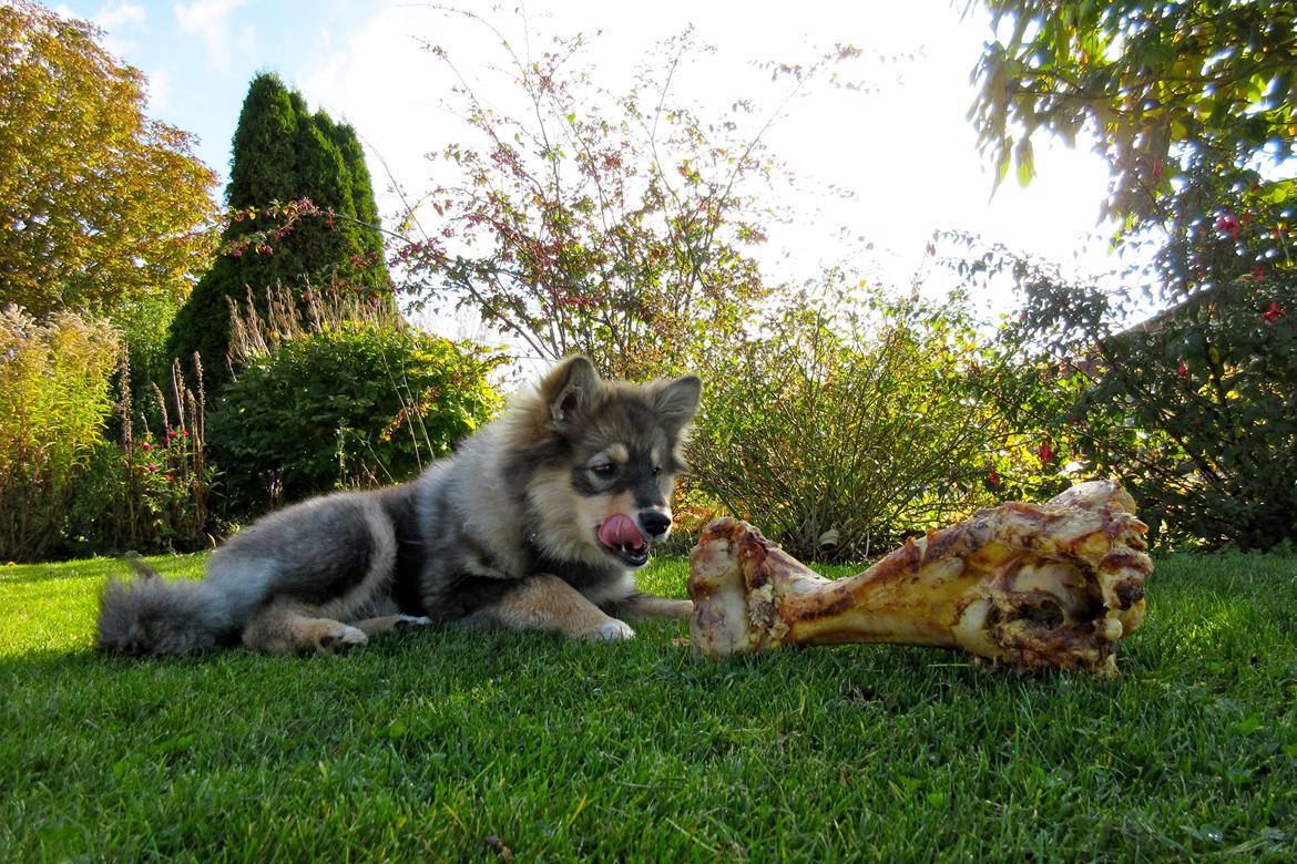 Finsk lapphund Silke  billede 27