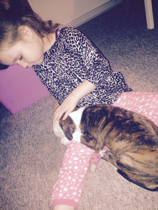 Staffordshire bull terrier Chika billede 24