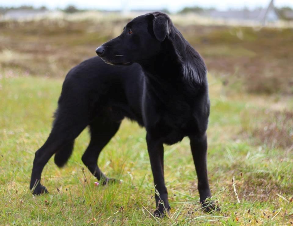 Blanding af racer Santos billede 1