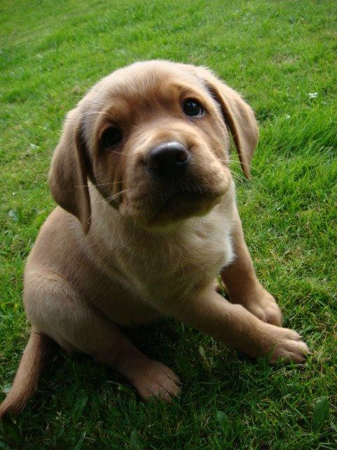 Blanding af racer Bailey billede 1