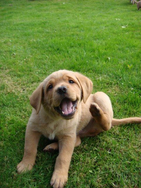 Blanding af racer Bailey billede 3