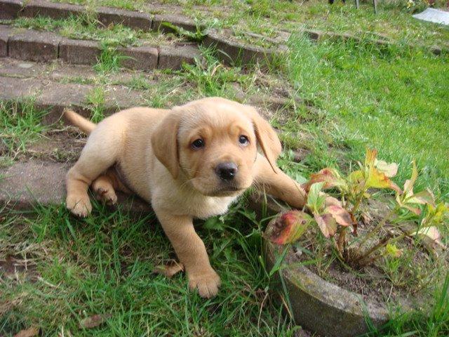 Blanding af racer Bailey billede 4