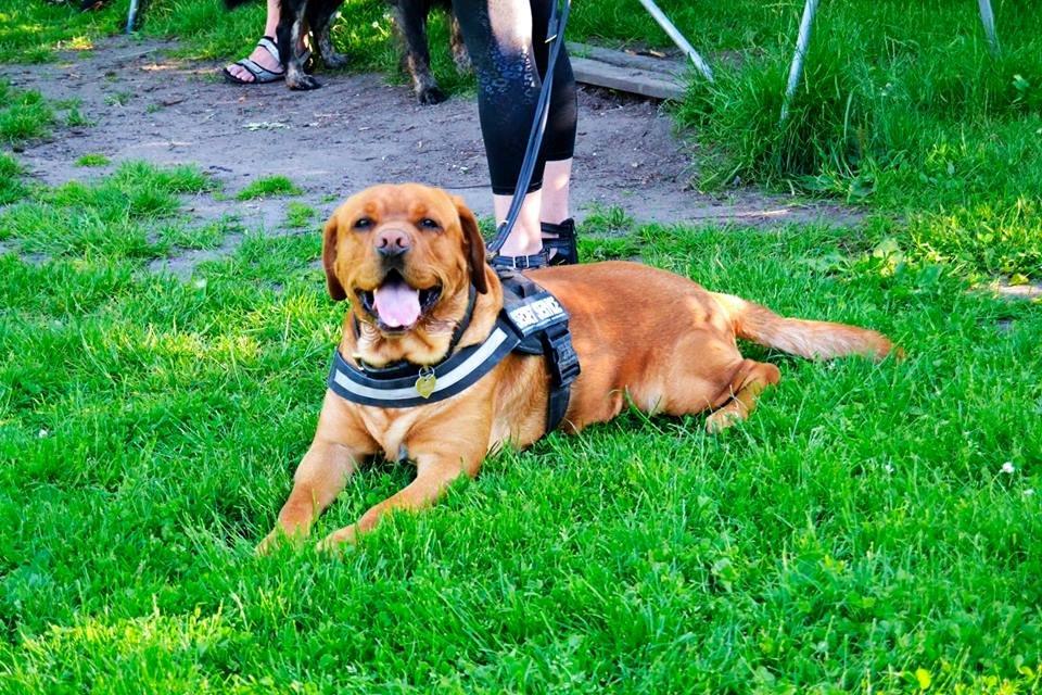 Blanding af racer Bailey billede 5