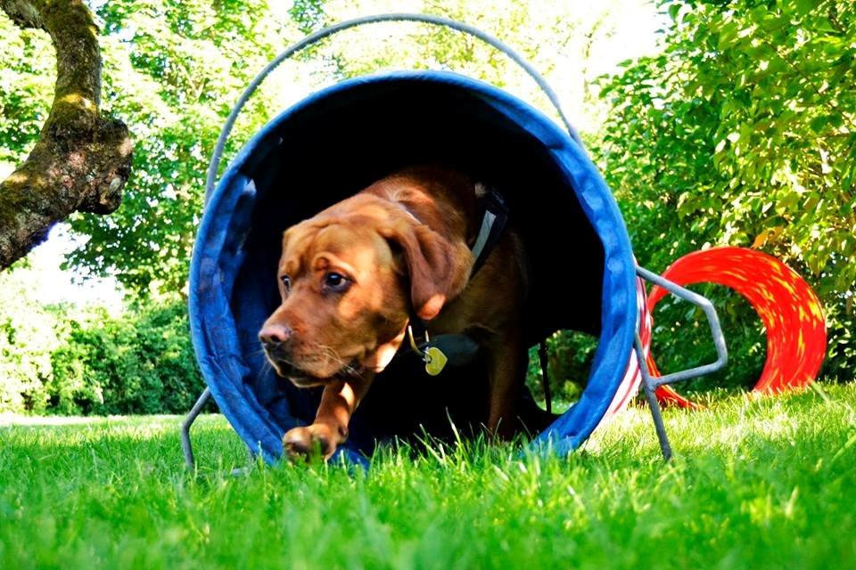 Blanding af racer Bailey billede 7