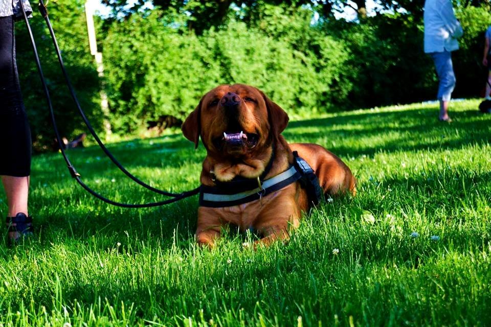 Blanding af racer Bailey billede 6