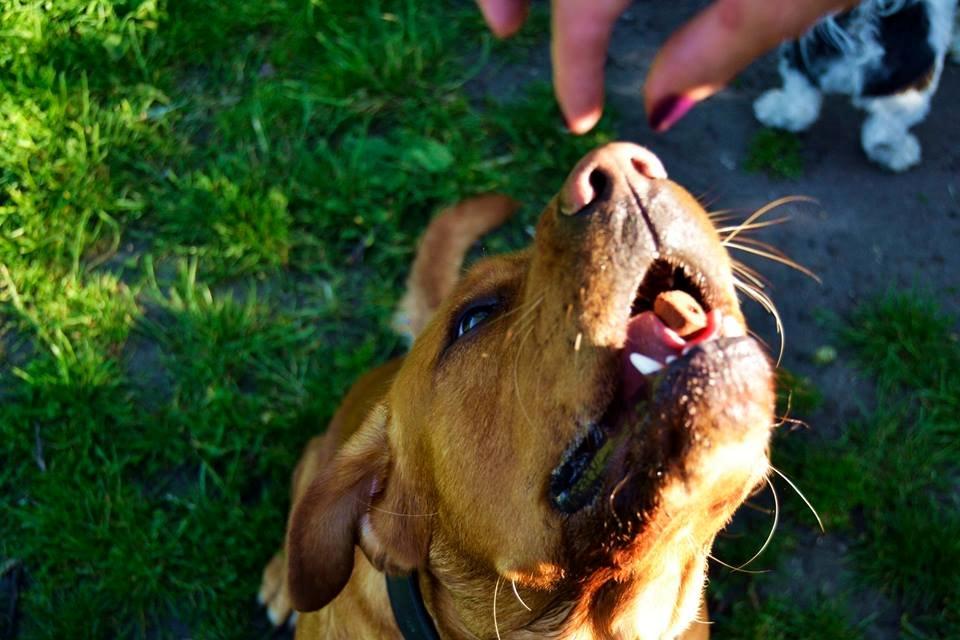 Blanding af racer Bailey billede 9