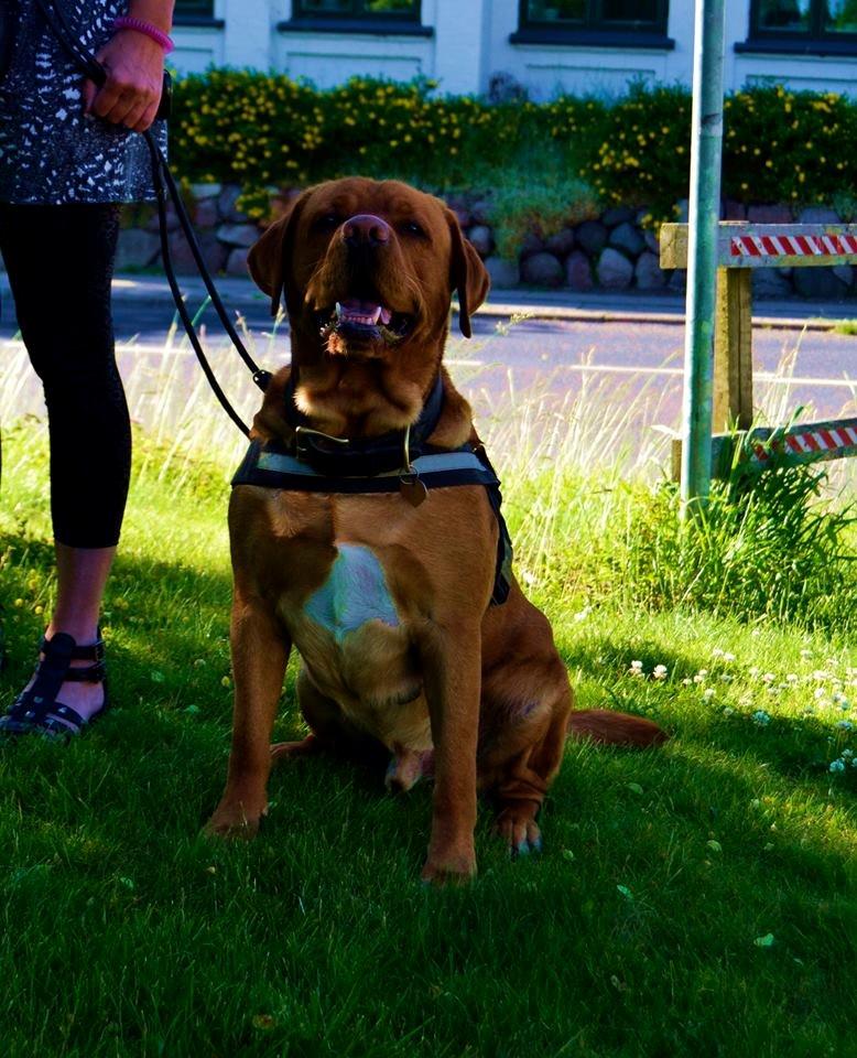 Blanding af racer Bailey billede 8