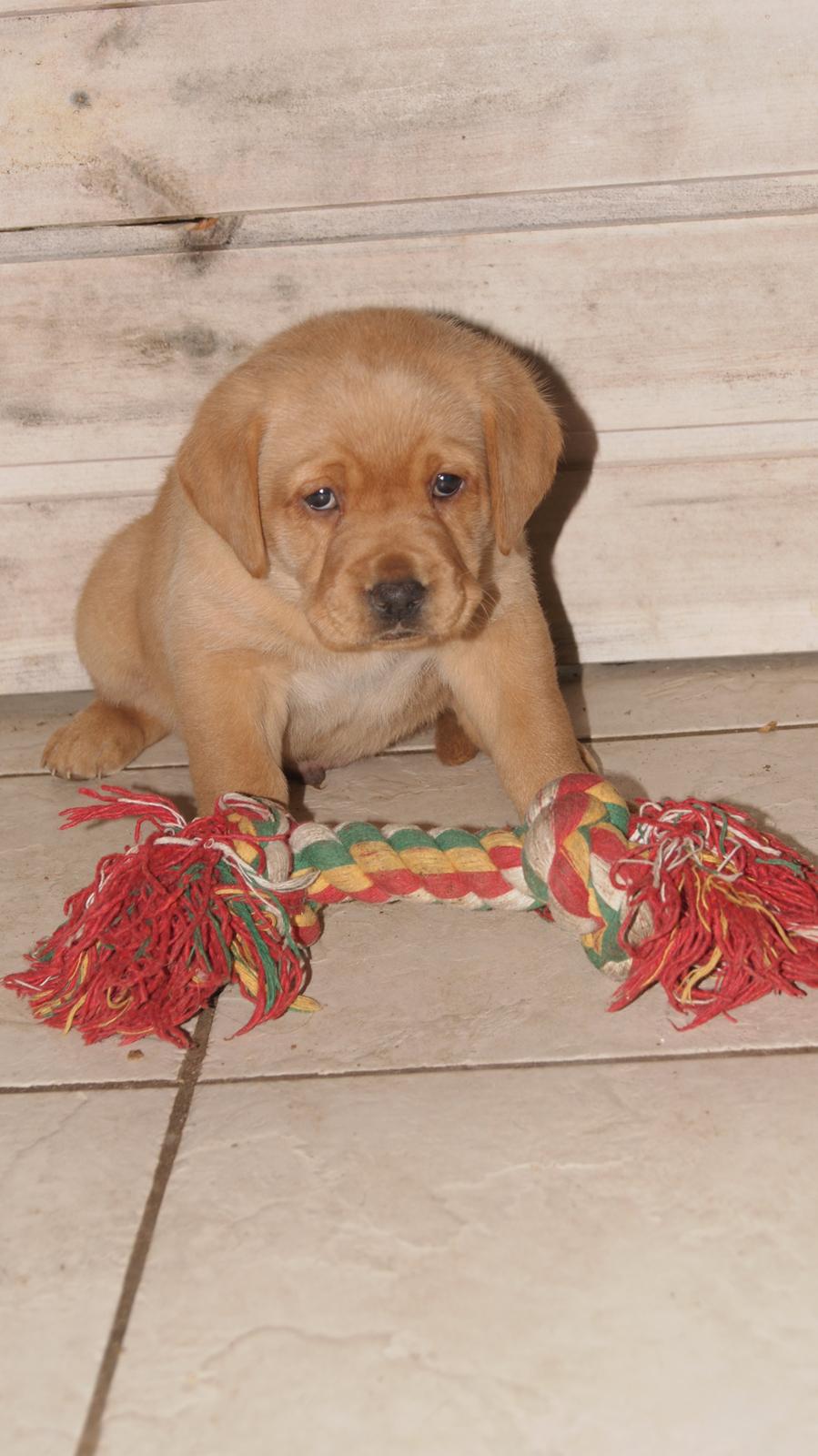 Blanding af racer Bailey billede 2