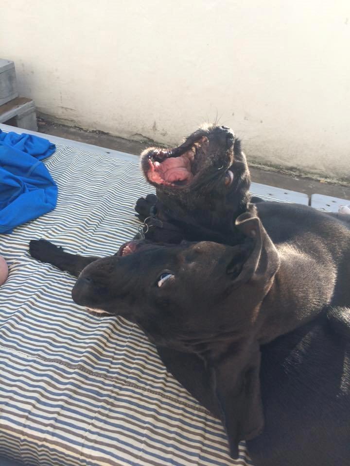 Grand danois Diego billede 1