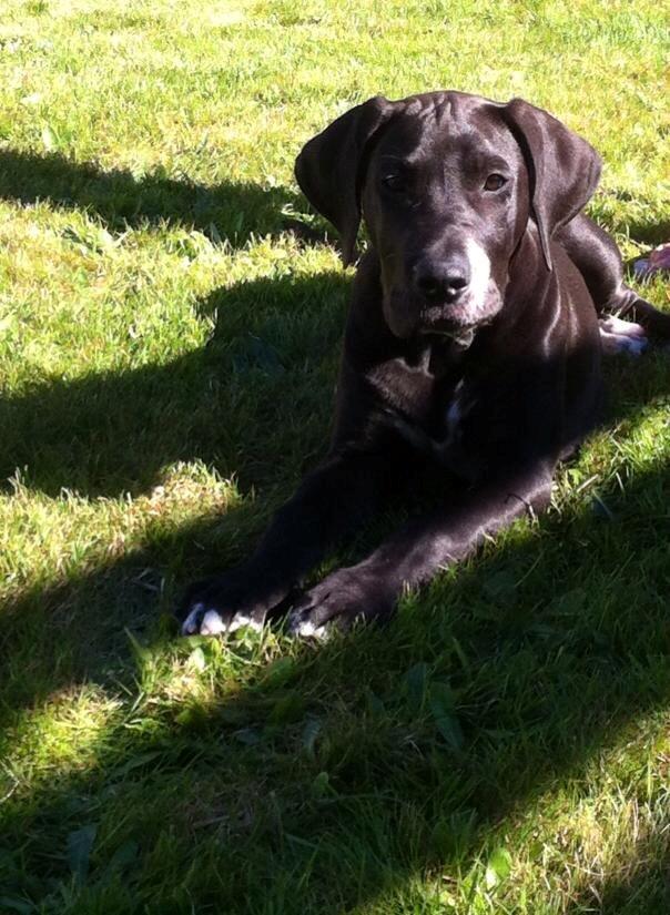 Grand danois Diego billede 2