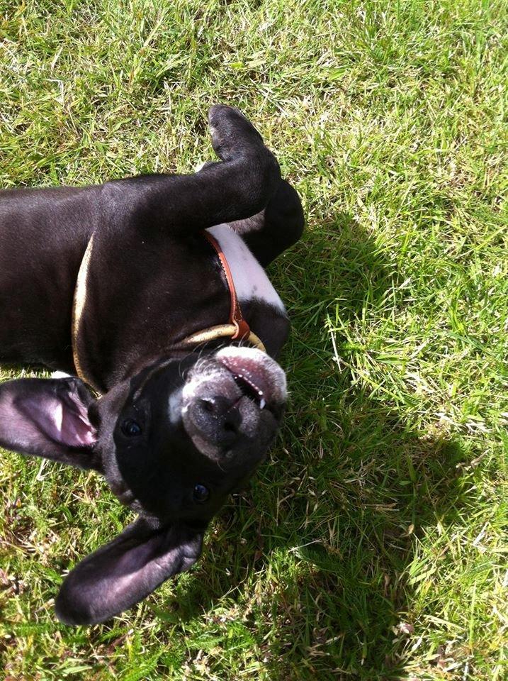 Grand danois Diego billede 3