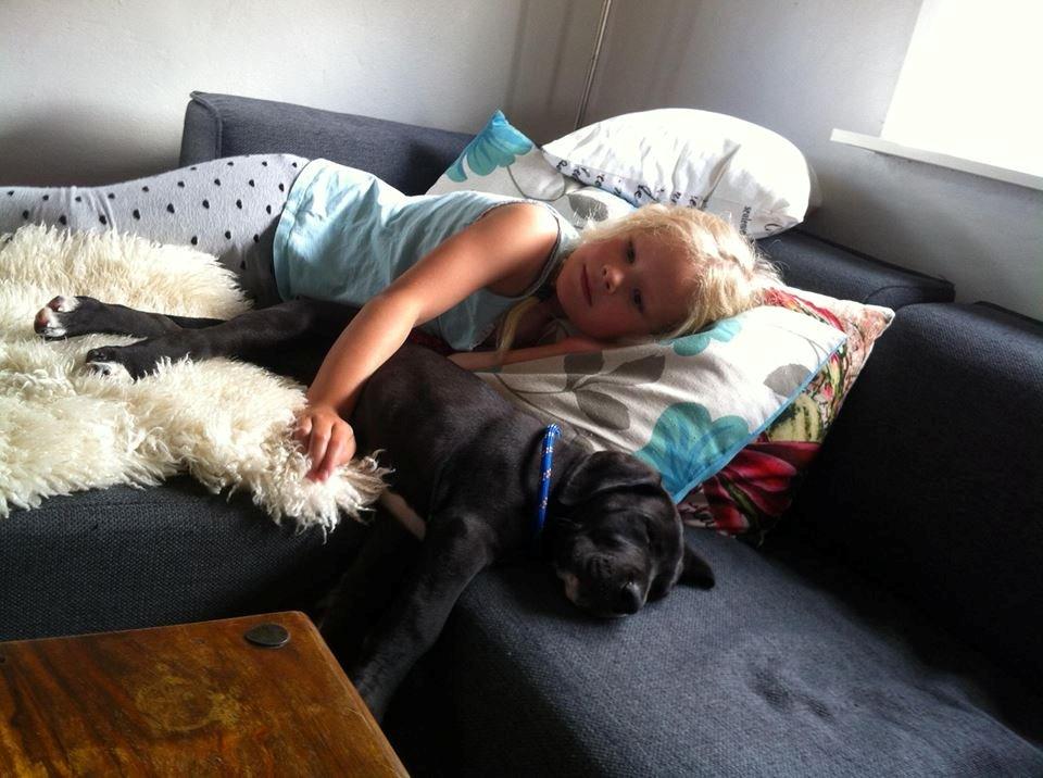 Grand danois Diego billede 4