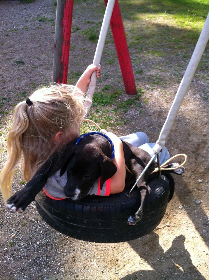 Grand danois Diego billede 5