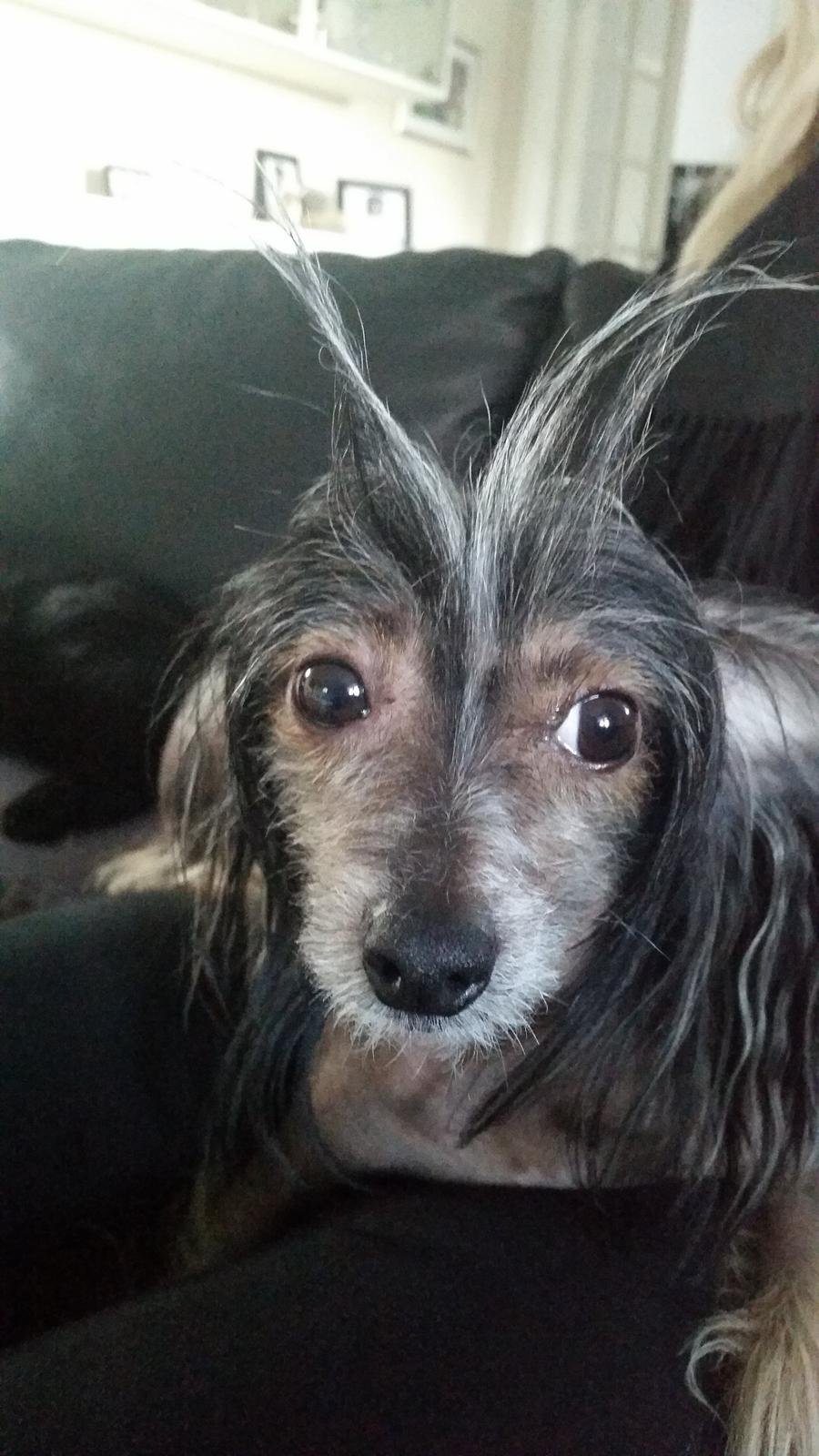 Chinese crested hårløs Greenlands Yue Yan - Leo billede 13