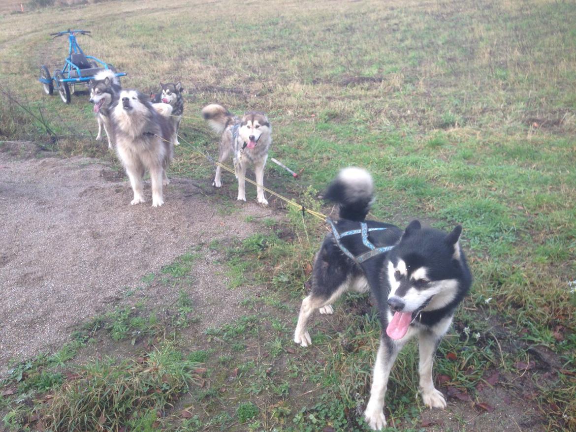 Alaskan malamute Snowcreek Frost-Ice Ataneq billede 1