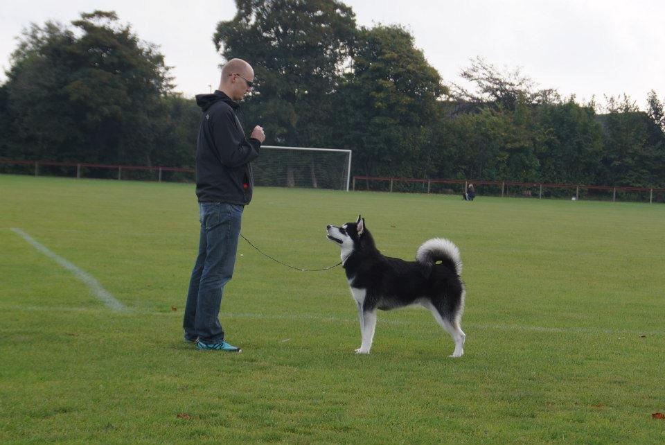 Alaskan malamute Snowcreek Frost-Ice Ataneq billede 2