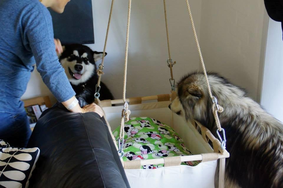 Alaskan malamute Snowcreek Frost-Ice Ataneq billede 3