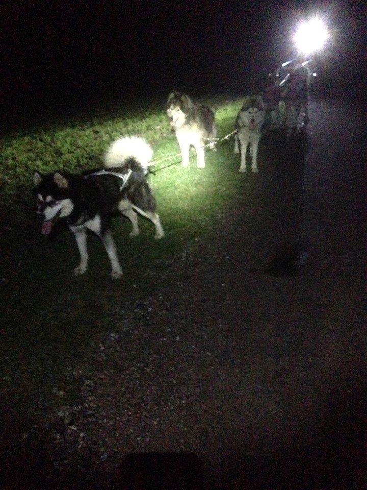 Alaskan malamute Snowcreek Frost-Ice Ataneq billede 5