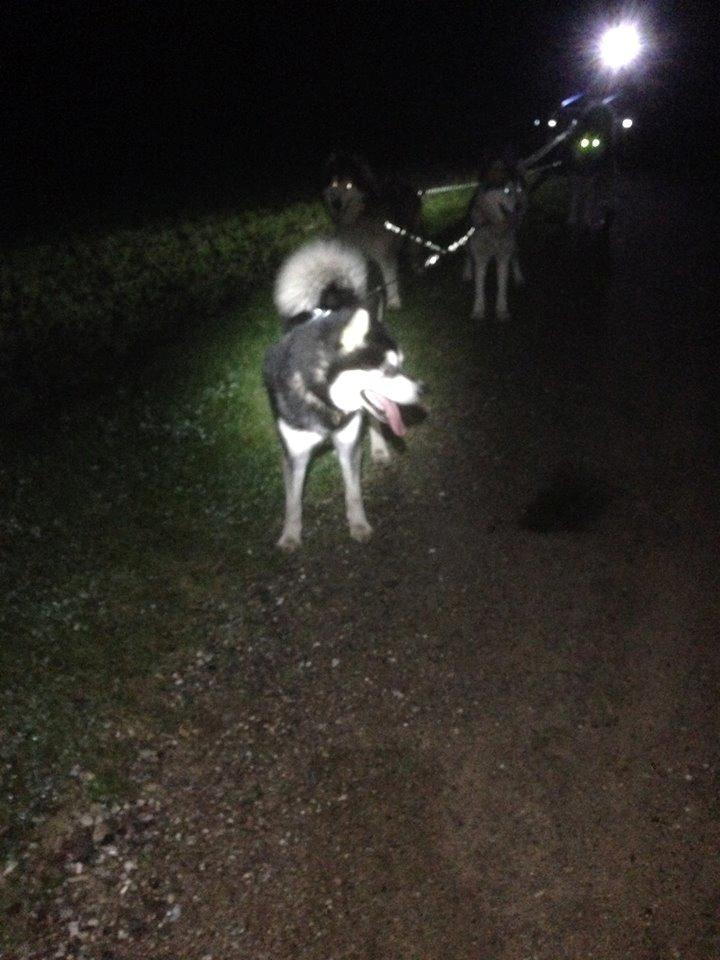 Alaskan malamute Snowcreek Frost-Ice Ataneq billede 6